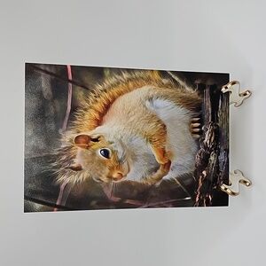 4x6 Squirrel‎ Photography Cute Squirrel Oil Painting Print